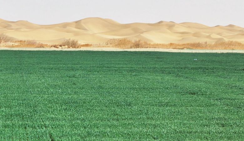 7.38万亩沙海变良田 十四师二二四团走出治沙双赢路 