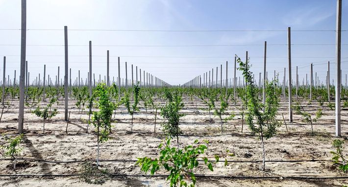 “绿锁沙丘 戈壁生金” 和墨洛产业园绘就治沙生态答卷