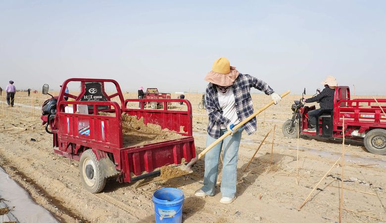 十四师二二五团四万亩沙漠锁边工程按下“加速键”