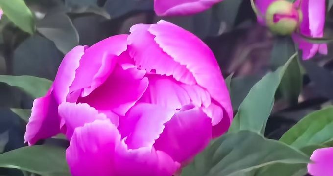 大漠芍药花