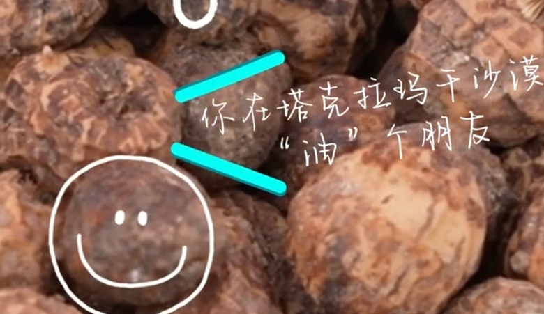 谁懂呀，沙漠里长出“小金豆”！和墨洛产业园2.1万亩油莎豆开播啦！
