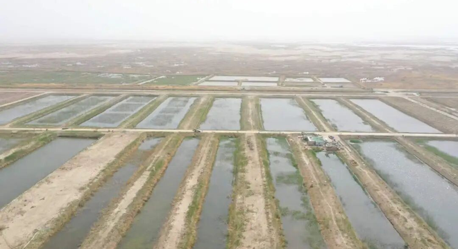 优质水环境赋能水产养殖 二二四团河蟹养殖步入管护关键期