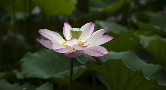 今日小满