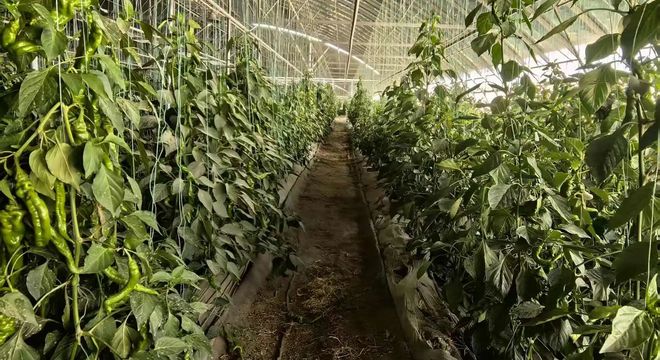 乡村行 看振兴丨戈壁大棚里，辣椒绿、番茄甜！二二四团职工靠种菜鼓了腰包