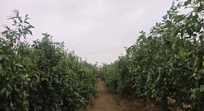 青枣满枝,金梨压树!二二四团的夏天有多“甜”?