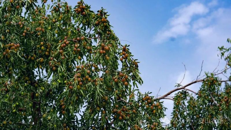 皮山7