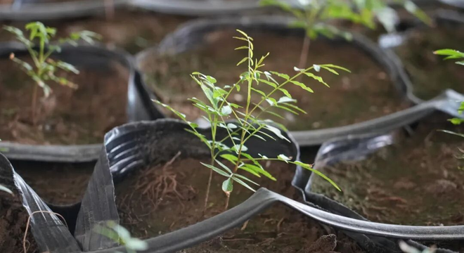 转型拓新路!二二四团职工培育开心果苗闯出致富新赛道