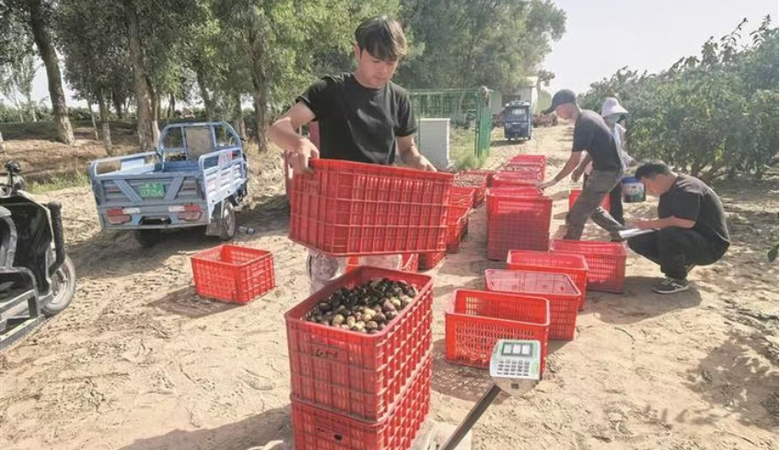 上级媒体看昆玉 | 沙海微光