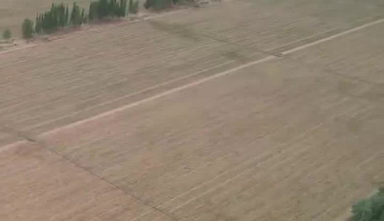 昆仑山下“种”出致富良方——5600亩中草药激活乡村振兴新动能