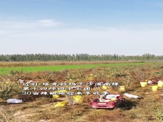 近日，塔克拉玛干沙漠南缘，第十四师四十七团30亩辣椒地迎来丰收季！