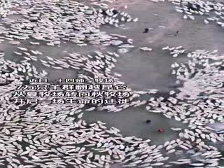 近日，十四师一牧场7万只羊群翻越昆仑从夏牧场转向秋牧场开启一场生命的迁徒