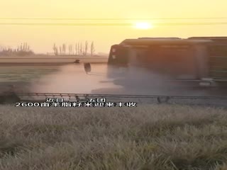 近日 二二五团 2600亩羊脂籽米迎来丰收